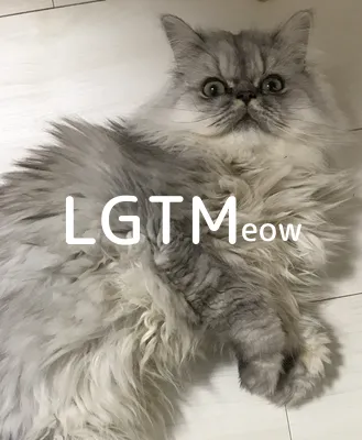 LGTMeow
