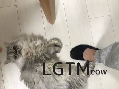 LGTMeow