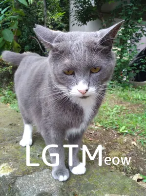 LGTMeow