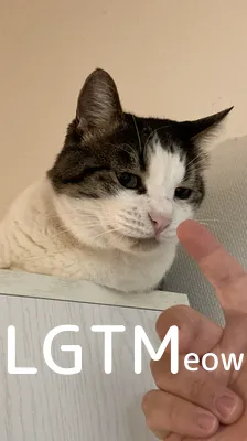 LGTMeow