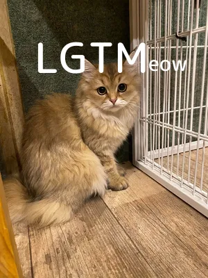 LGTMeow