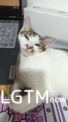 LGTMeow