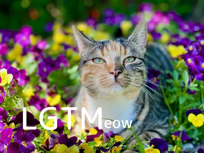LGTMeow