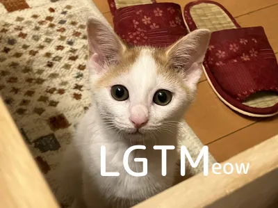 LGTMeow