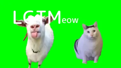 LGTMeow