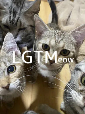 LGTMeow